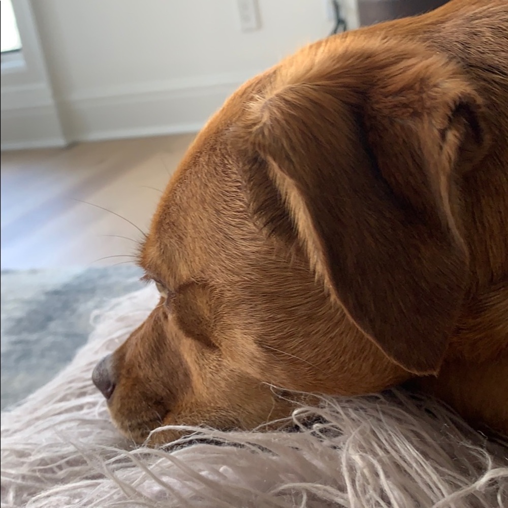 Meet your Posher, Shelby